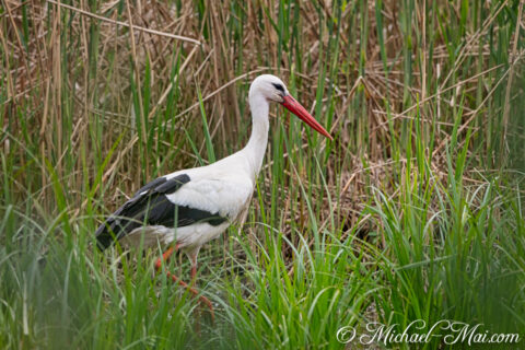 Tall white stork strides through dense marsh grass, its vibrant red beak poised.