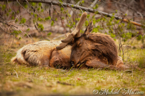 Two elk nestle closely, finding deep comfort in shared slumber.