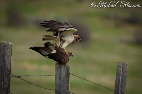 Raptors balance precariously on a fence post during an intimate mid-air interaction.