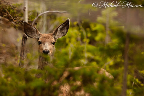 Large-eared deer emerges from dense foliage, its watchful gaze piercing through the green.