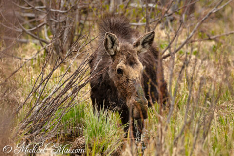 Amid tangled branches, a young moose drinks, water cascading from its dark muzzle.