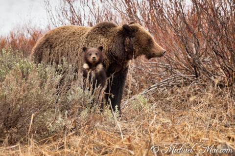 Peeking from thick brush, a tiny grizzly cub intently watches while its mother surveys.