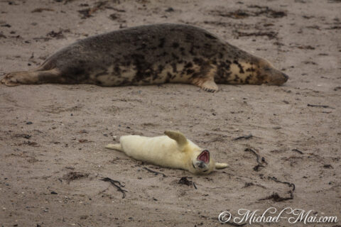 Basking nearby, a tiny seal pup stretches luxuriously, revealing an enormous yawn.