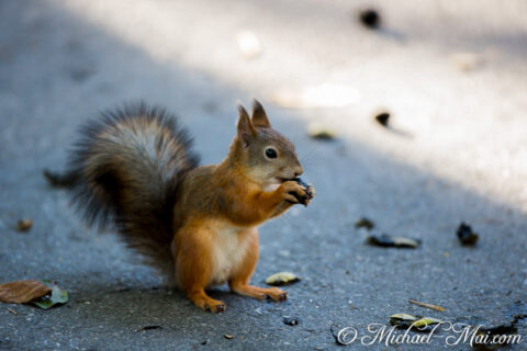 Grasping its dark treat, a reddish-brown squirrel feasts intently on the textured ground.