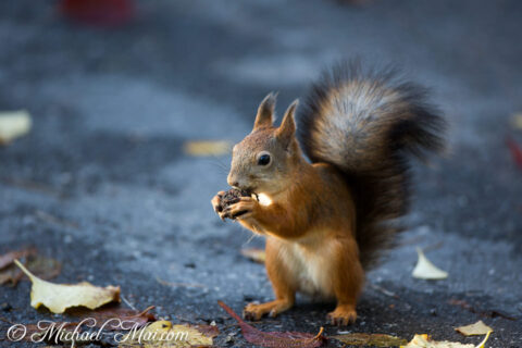 Autumn light highlights a determined squirrel expertly clutching its dark, prized nut.