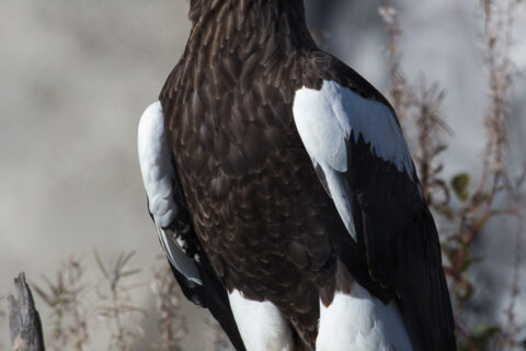 Bold yellow beak and talons adorn this magnificent Steller's sea eagle.