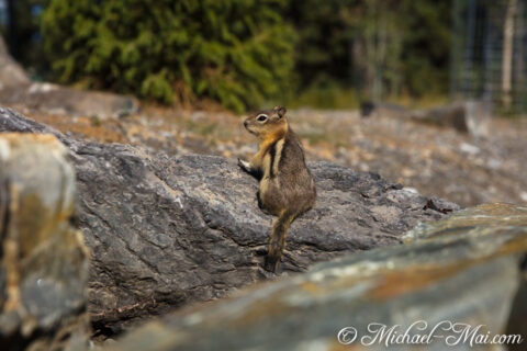 Textured rock provides a vantage point for an observant ground squirrel's watch.