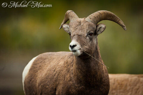 With a blade of grass, this bighorn sheep surveys its green surroundings.