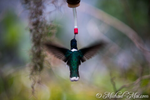 Feeding mid-air, this iridescent hummingbird drinks from a feeder, wings a swift blur.