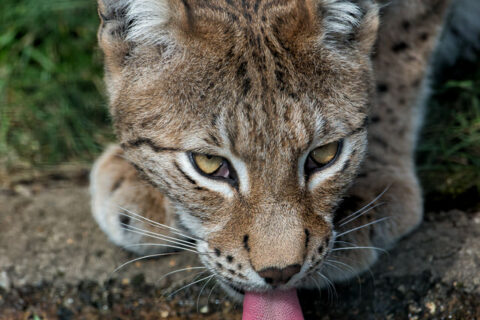 Intense yellow eyes meet the water as a lynx drinks with a bright tongue.
