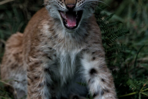 With eyes squeezed shut, a lynx cub unleashes a spirited, wide-mouthed call.