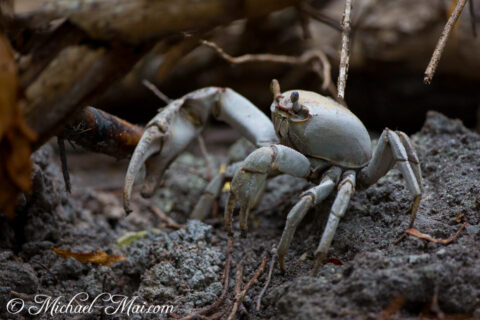 Stalked eyes scan the environment as this grey crab moves through earthy debris.