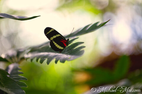 Perched gently, a striking black butterfly displays its vivid stripes on green foliage.