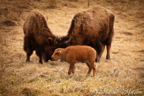 Reddish calf pauses while two protective bison gently nuzzle in dry grass.