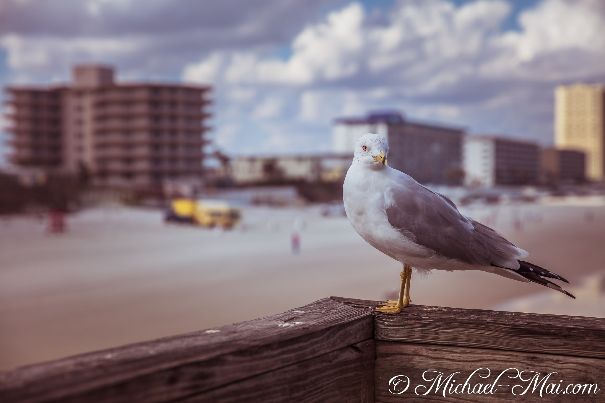 Alert seagull perches, eyes fixed forward, against the blurred beachfront backdrop. | Daytona Beach Shores, Florida, United States