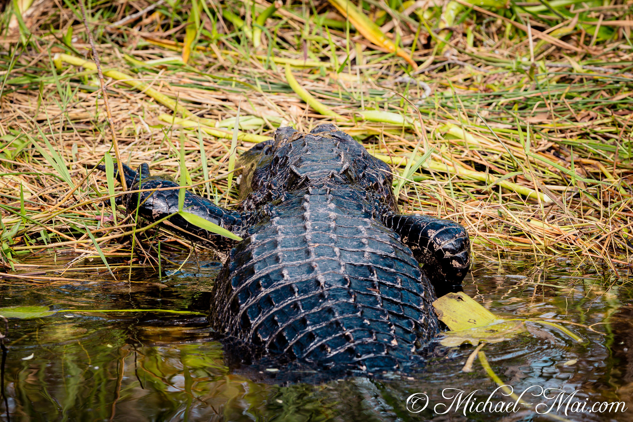 Intricate pattern of an alligator's scutes visible as it glides through shallow water. | Florida, United States