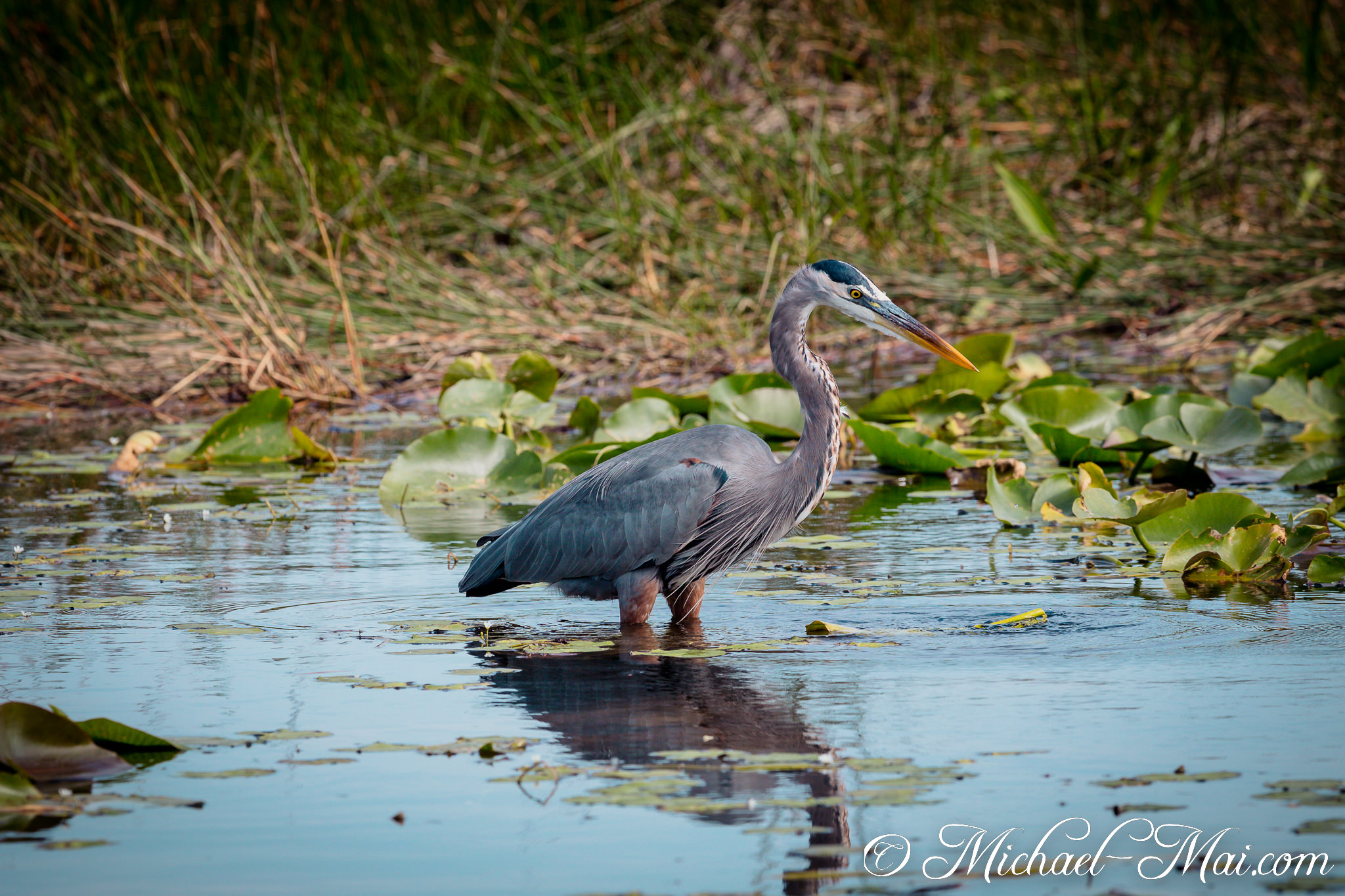 Poised and alert, a great blue heron searches for prey amidst reflective water and lily pads. | Florida, United States