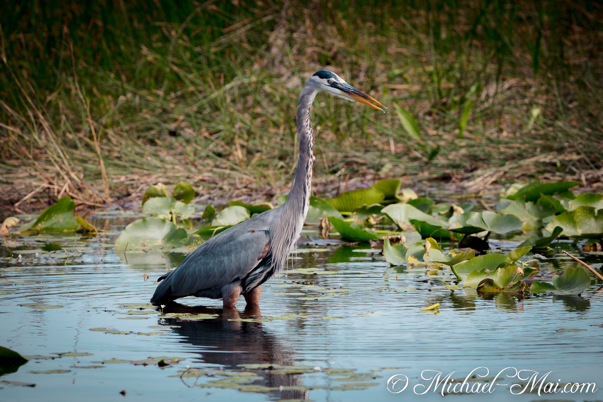 Gazing intently, a great blue heron pauses, a water droplet clinging to its sharp beak. | Florida, United States