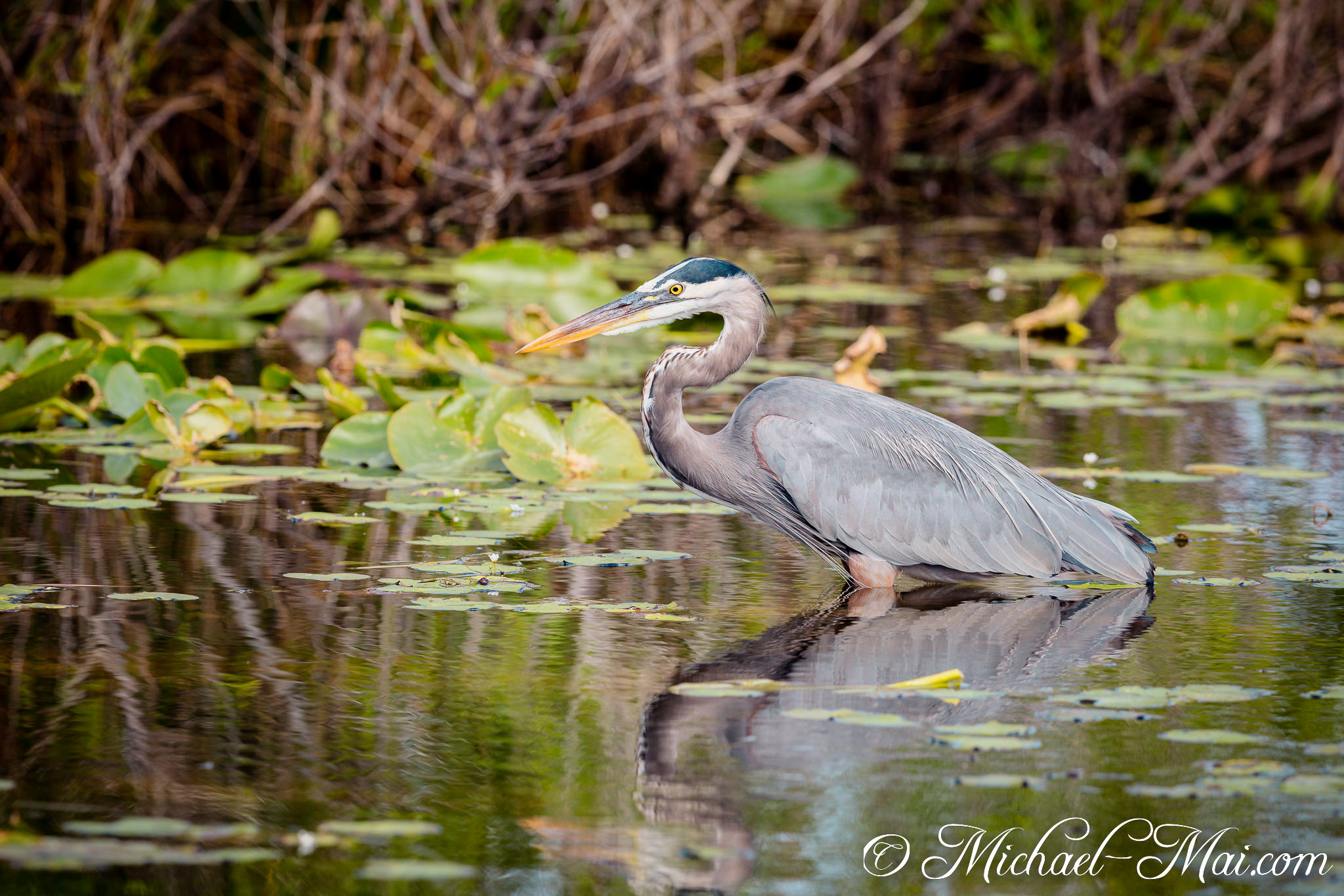 Vivid blue heron wades through sunlit water, its graceful form mirrored perfectly below. | Florida, United States