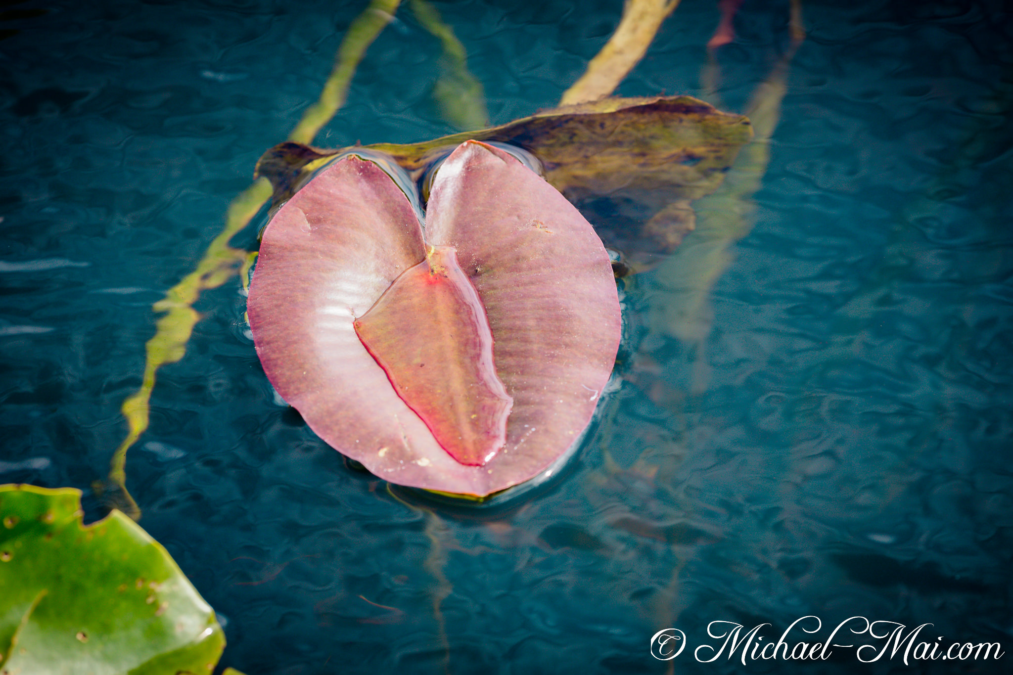 Unfurling petals of a water lily reveal a delicate heart shape on deep water. | Florida, United States