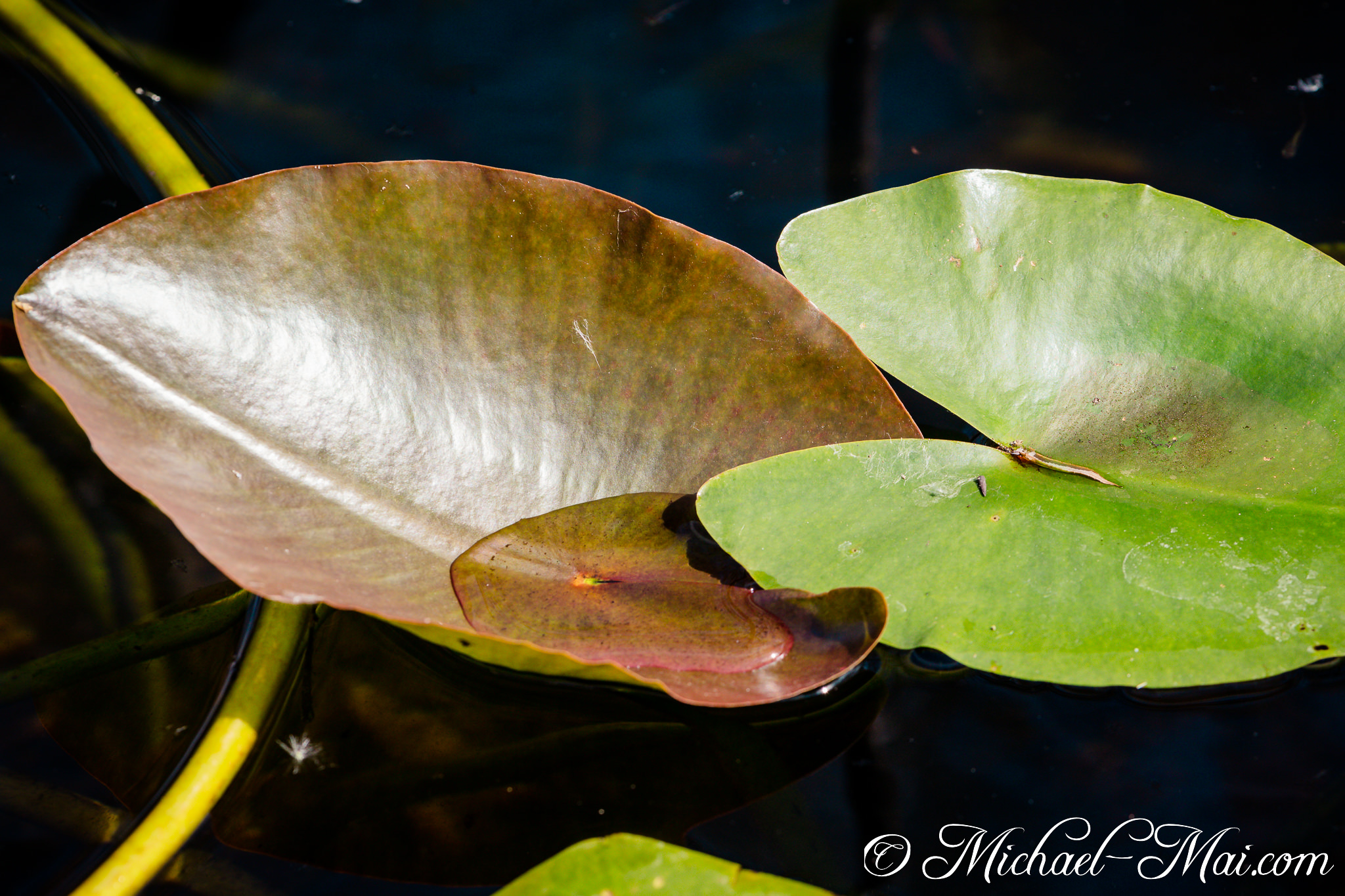 Emerging from still waters, vibrant lily pads display their varied hues and forms. | Florida, United States