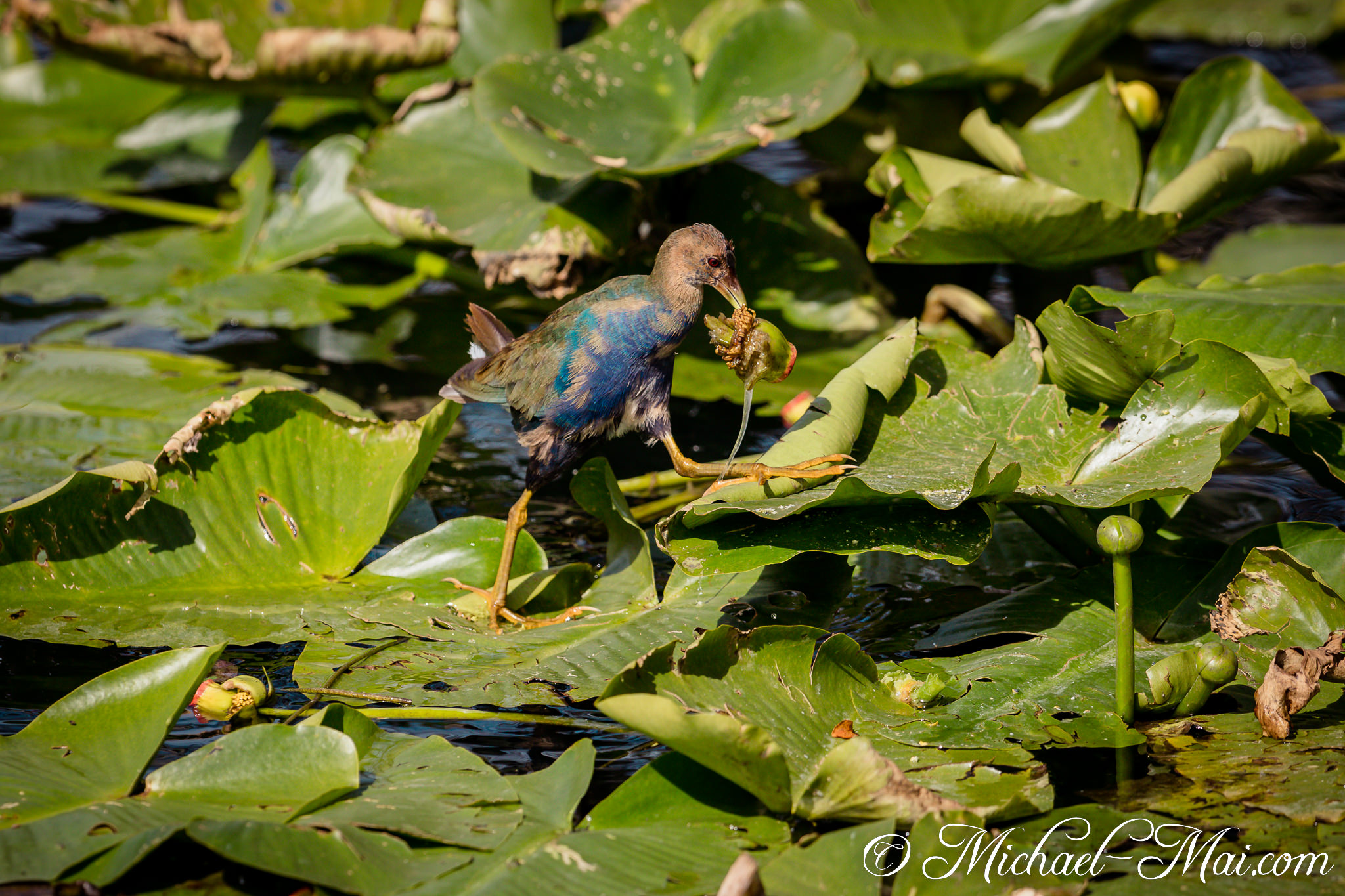 Agile gallinule balances on floating lily pads, feasting on a water plant. | Florida, United States