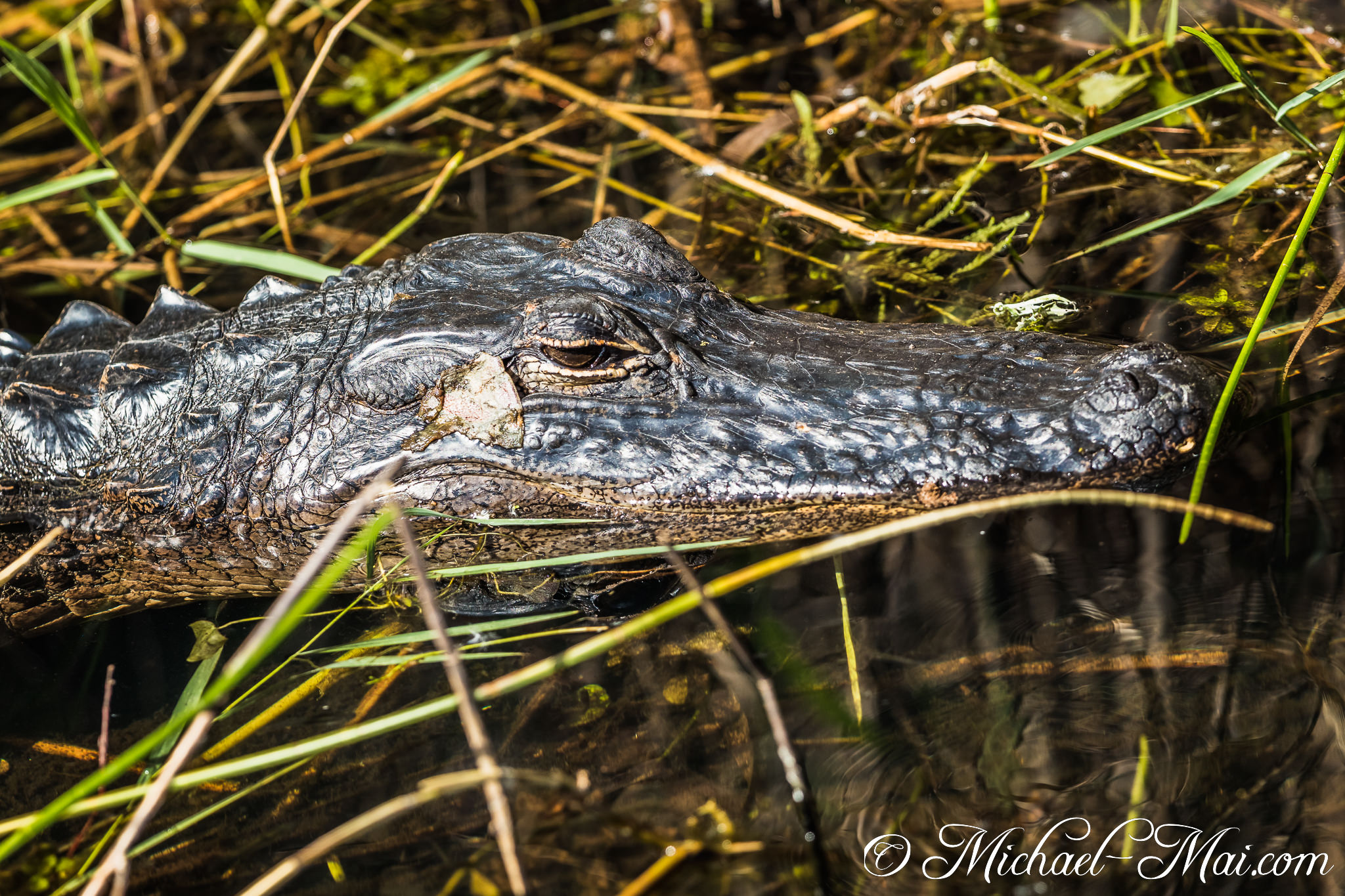 A small frog boldly rides the textured head of a patient alligator. | Florida, United States
