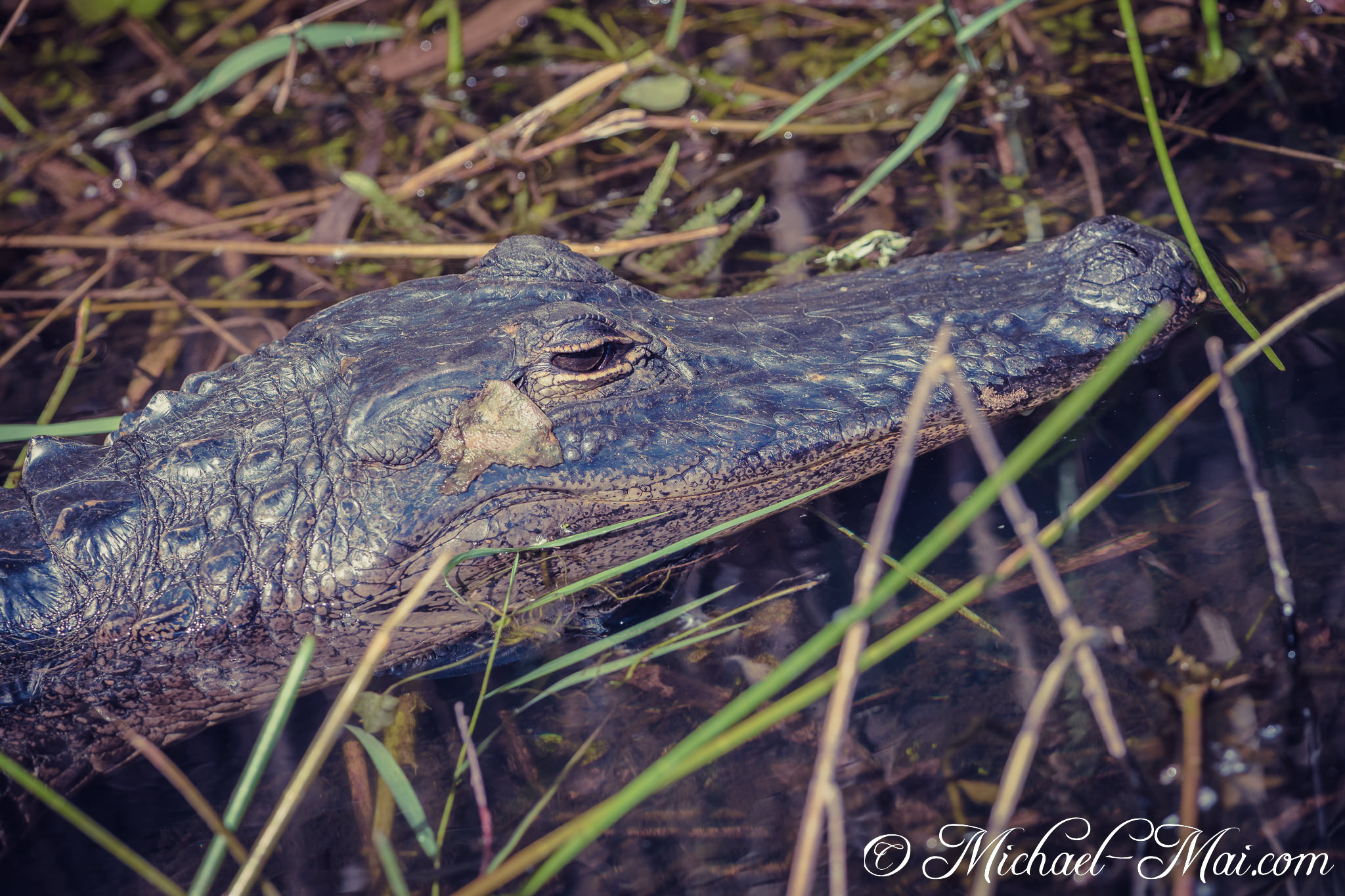 Through marsh grasses, an alligator silently drifts, a frog nestled near its eye. | Florida, United States