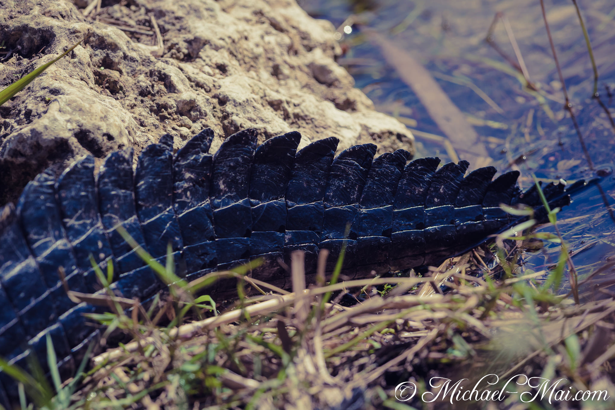 Dark, ridged scales of an alligator's tail transition from land to the water's edge. | Florida, United States