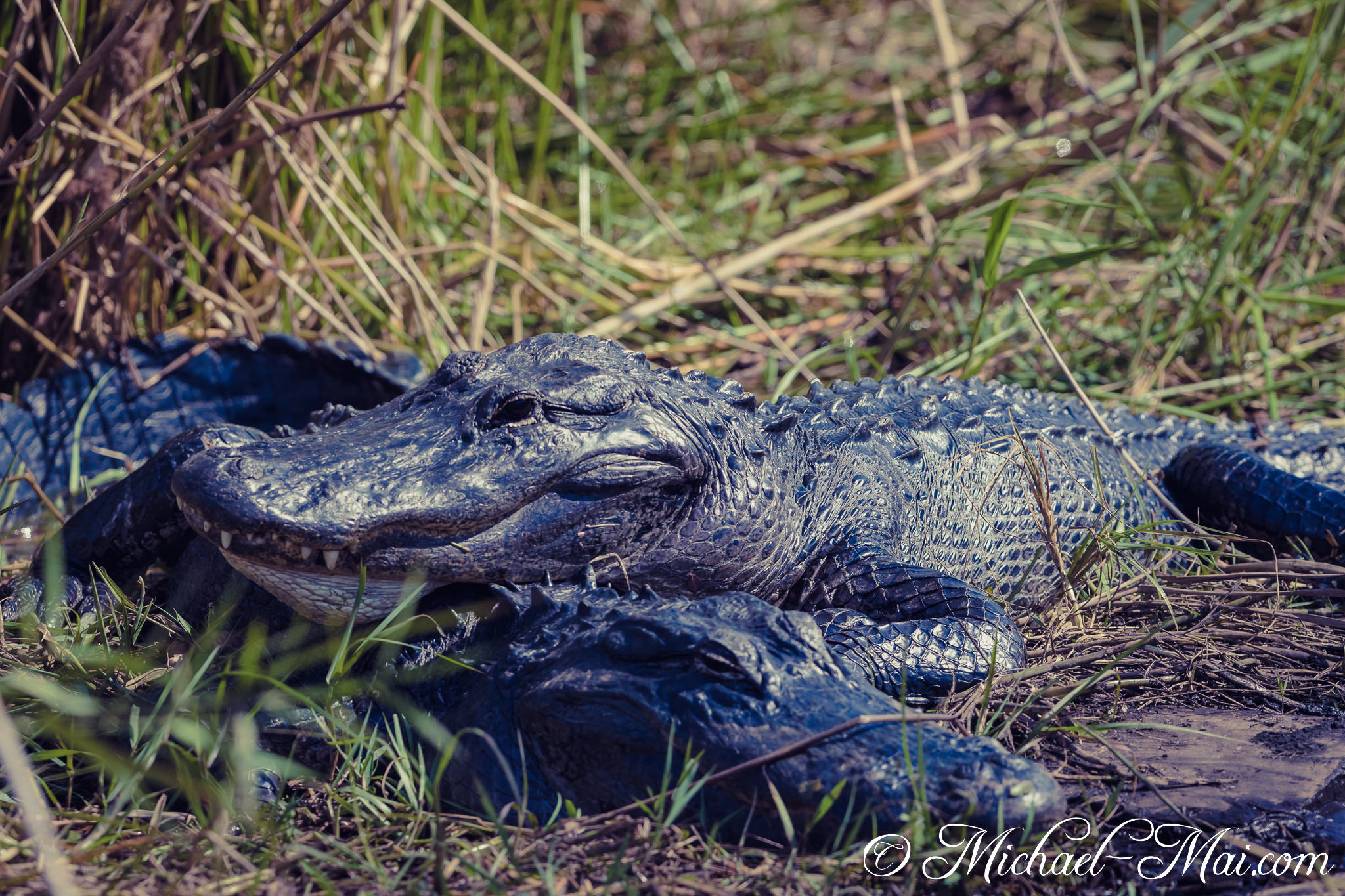 Two alligators stack closely, sharing the warmth of sun-dappled marshland. | Florida, United States