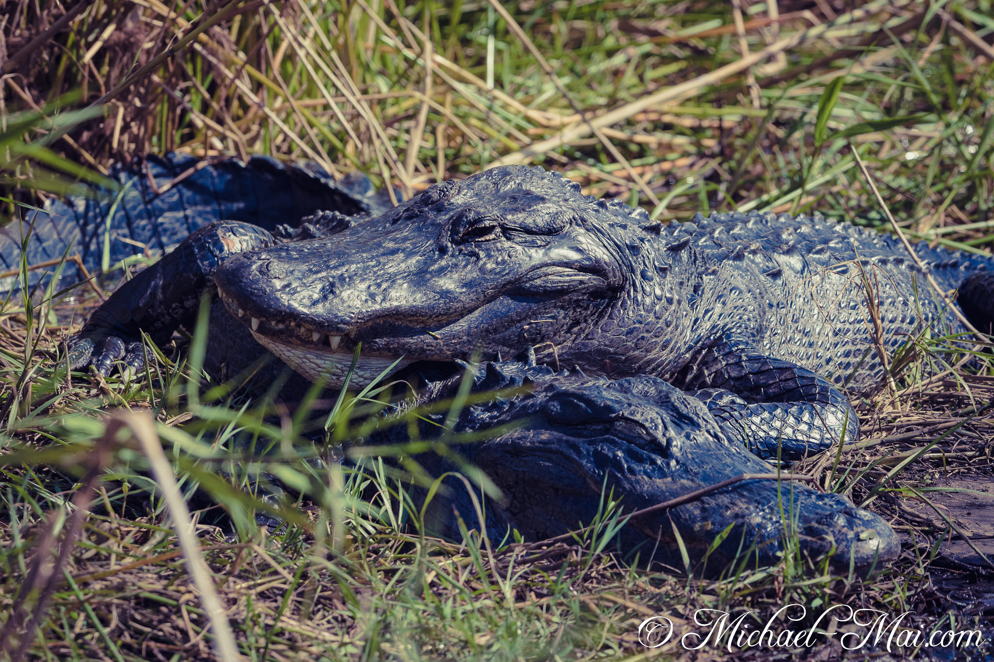 Amidst the dry grass, a larger alligator gently dozes atop its smaller companion. | Florida, United States