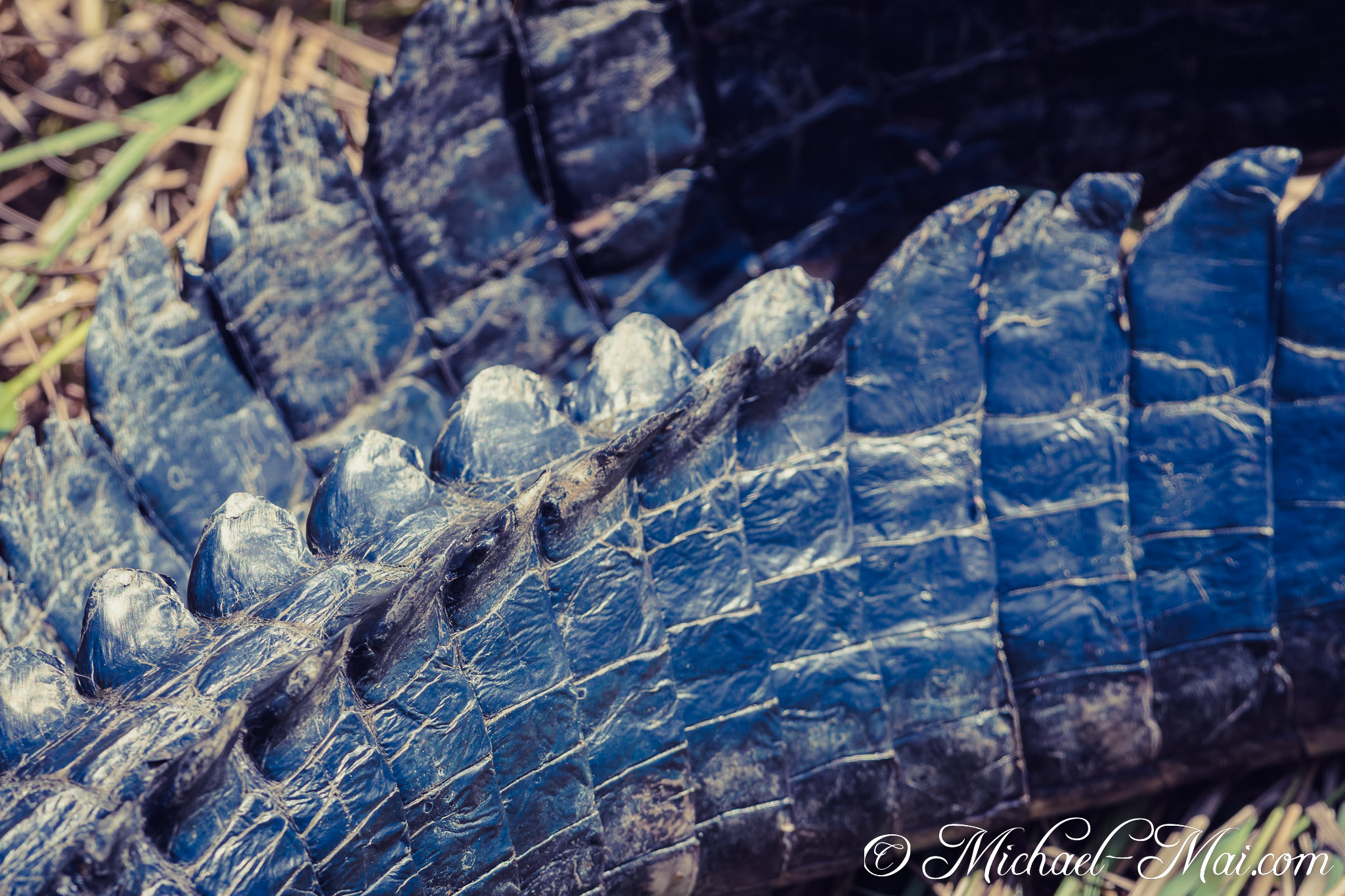 Distinctive, ridged armor scales create the formidable texture of an alligator's back. | Florida, United States