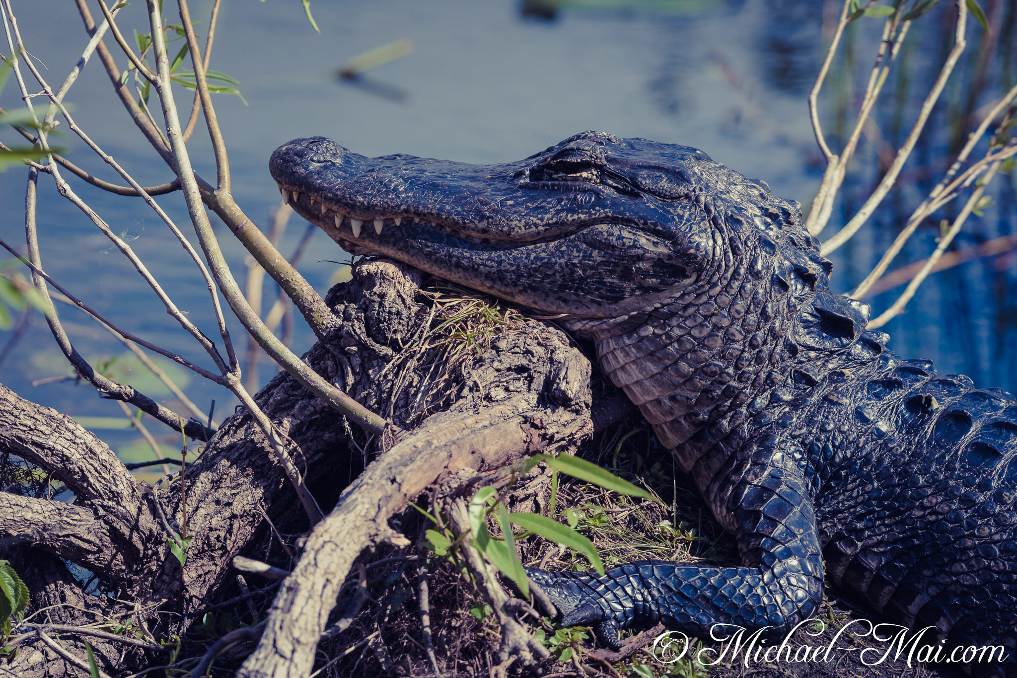 A gator's gentle smirk emerges as it idly leans on an old root. | Florida, United States
