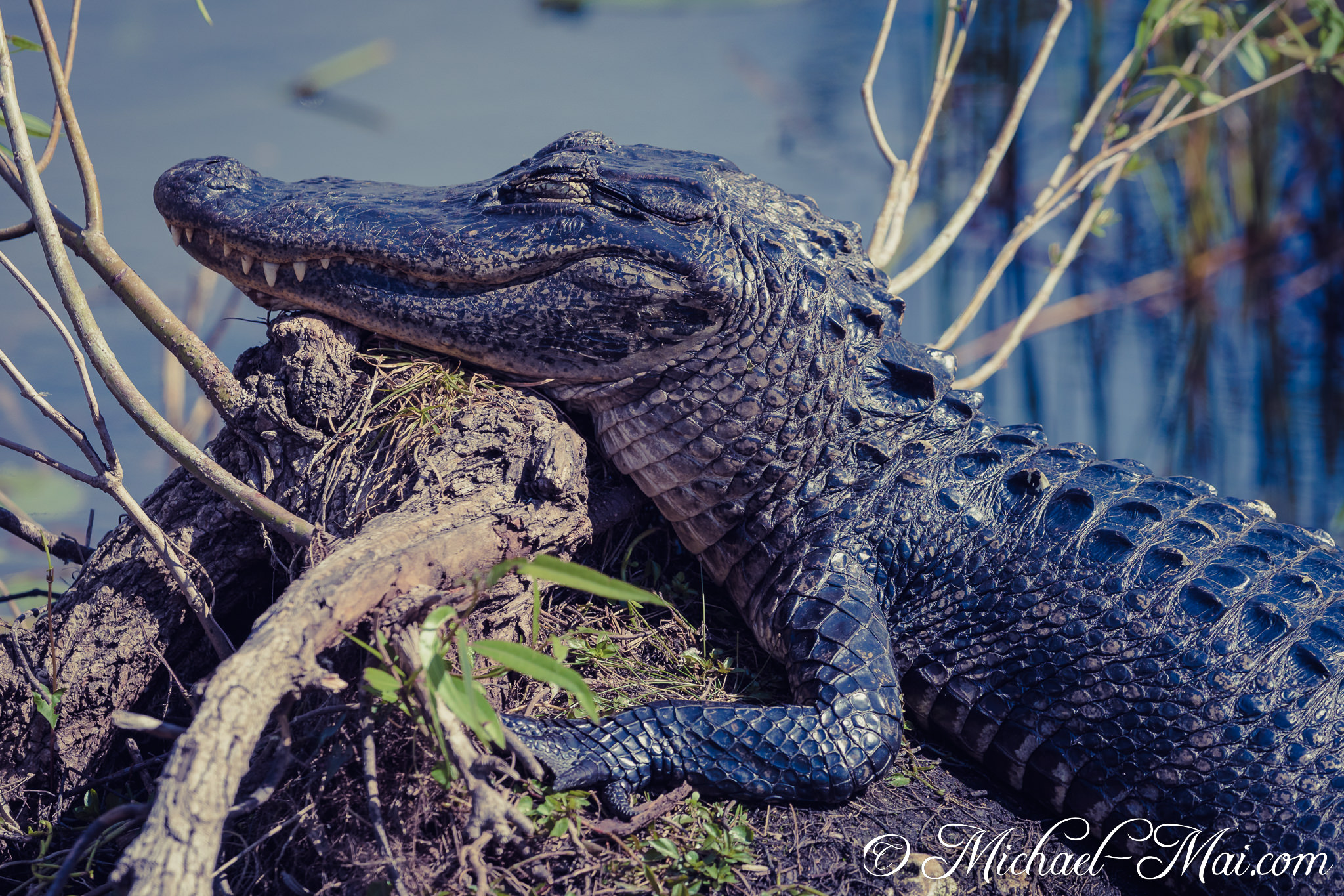 Propped on a gnarled root, a large alligator dozes comfortably by the water's edge. | Florida, United States