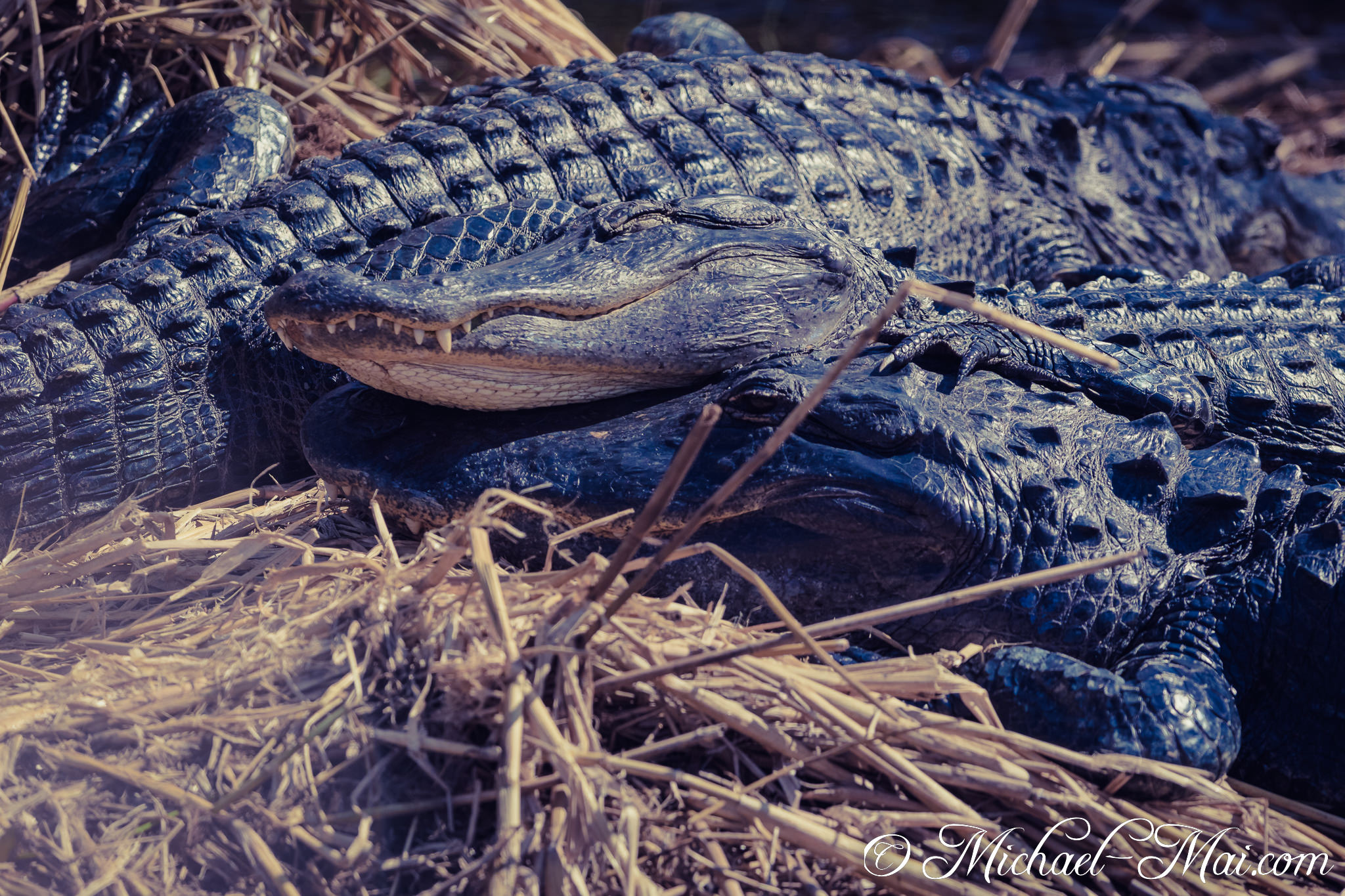 Snouts and scaly bodies interlocked, alligators bask together among the sunlit reeds. | Florida, United States