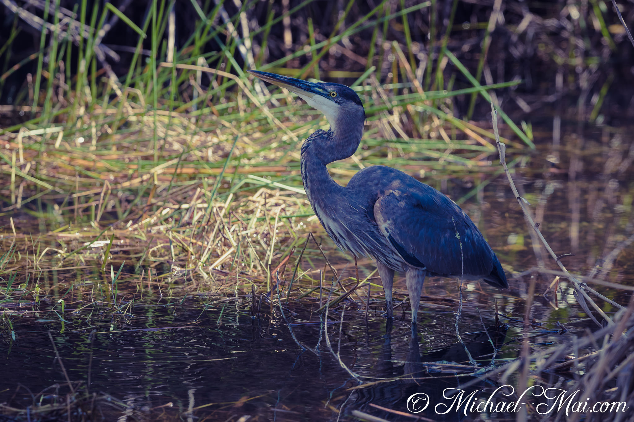 Wading through murky waters, a great blue heron's piercing gaze seeks hidden fish. | Florida, United States