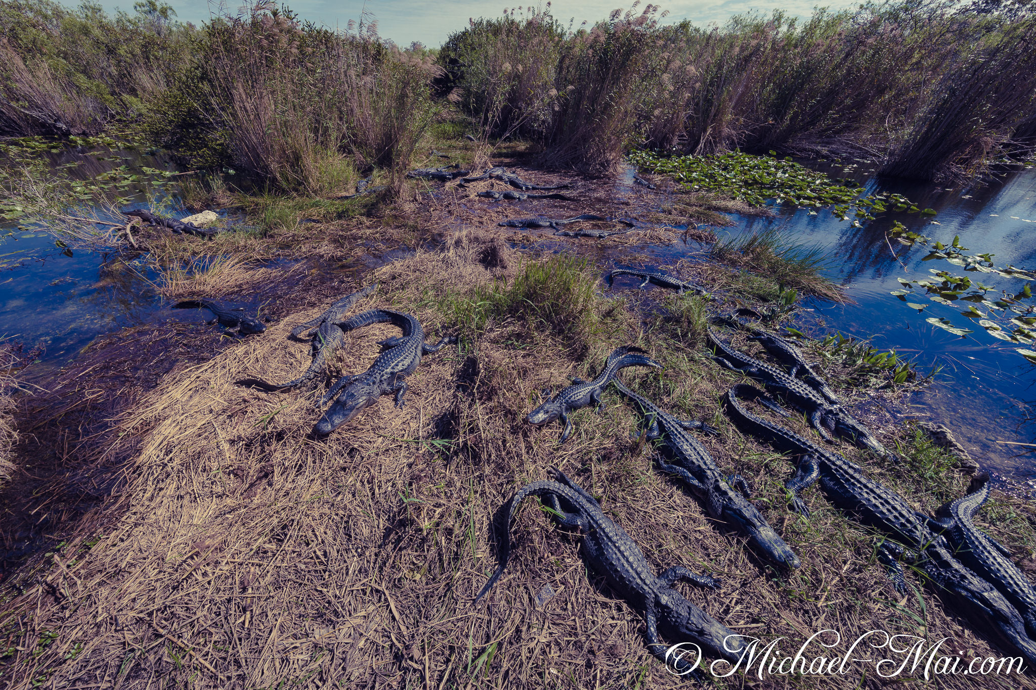 Scattered across dry grass and shallow water, a multitude of alligators sun themselves. | Florida, United States