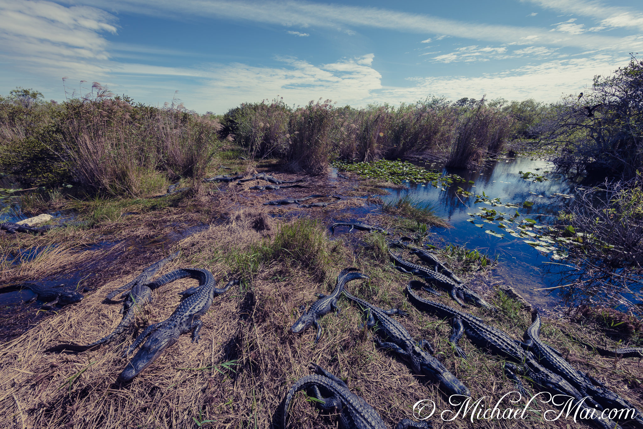Scores of alligators populate the marshy banks and reflective waters of the swamp. | Florida, United States