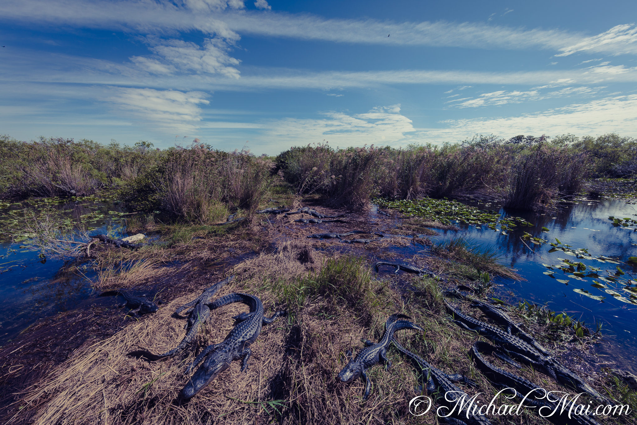 Along dry banks and reflective waters, a vast population of alligators basks. | Florida, United States