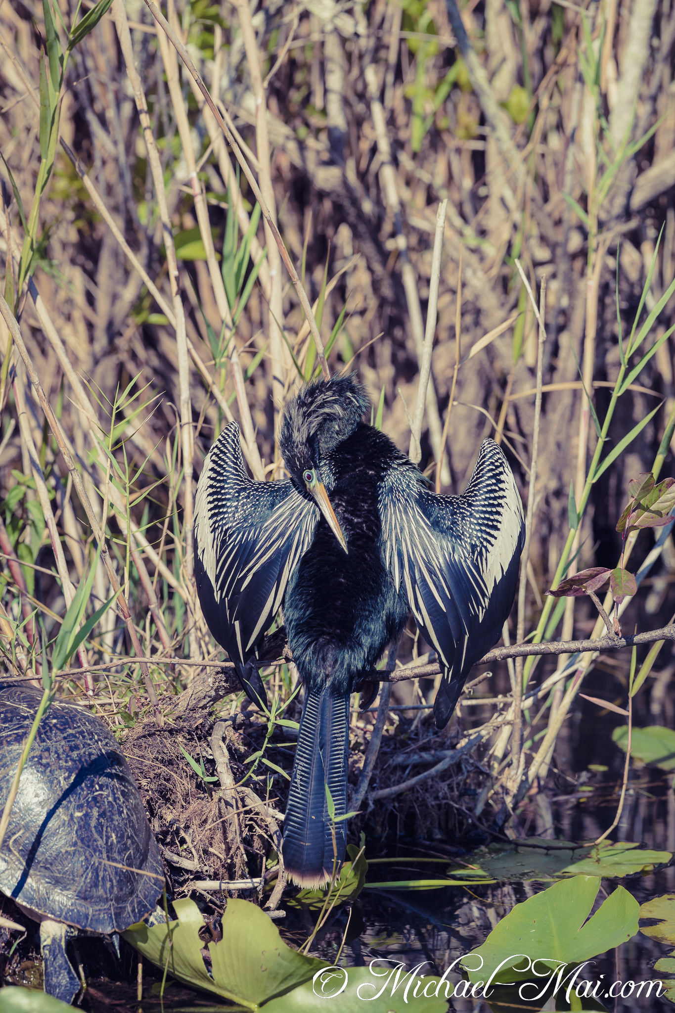 Magnificent Anhinga wings fan wide, drying beside a still, shelled companion. | Florida, United States