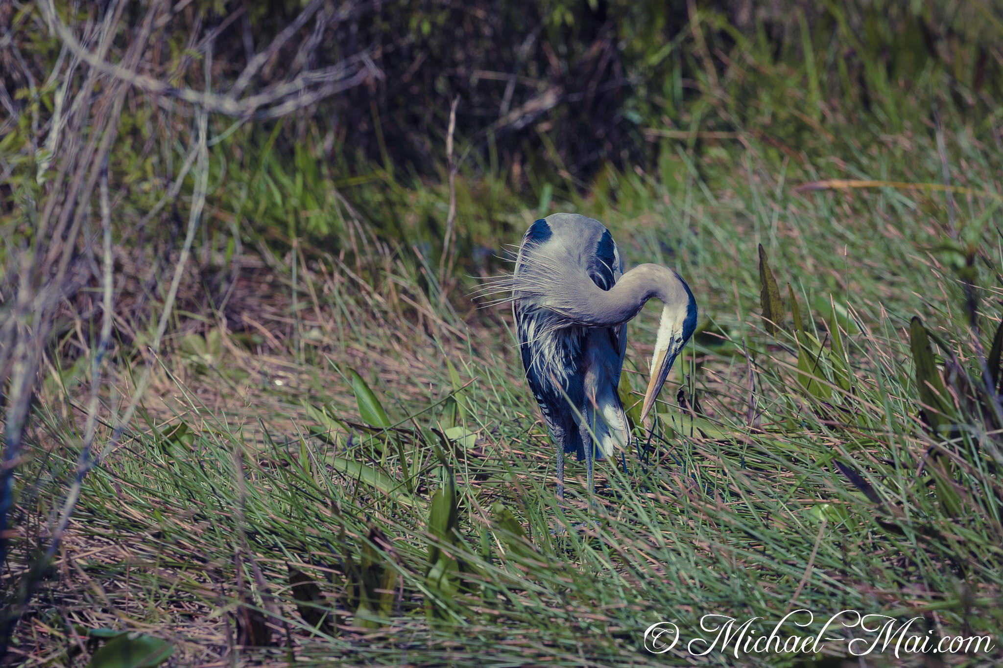 Arching gracefully, a great blue heron carefully grooms its feathers among the reeds. | Florida, United States