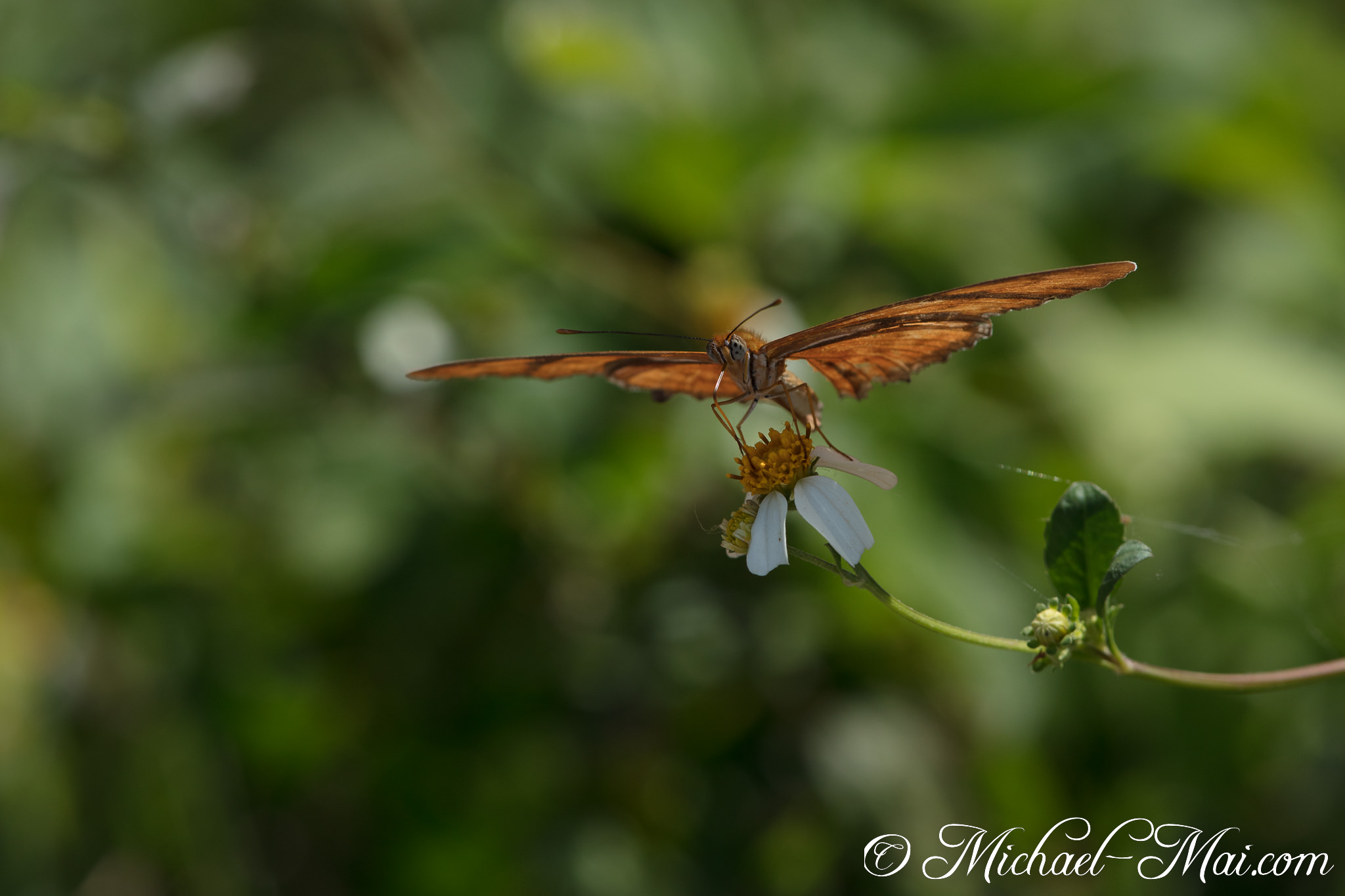 Orange-brown wings spread as a butterfly sips nectar from a tiny white blossom. | Florida, United States