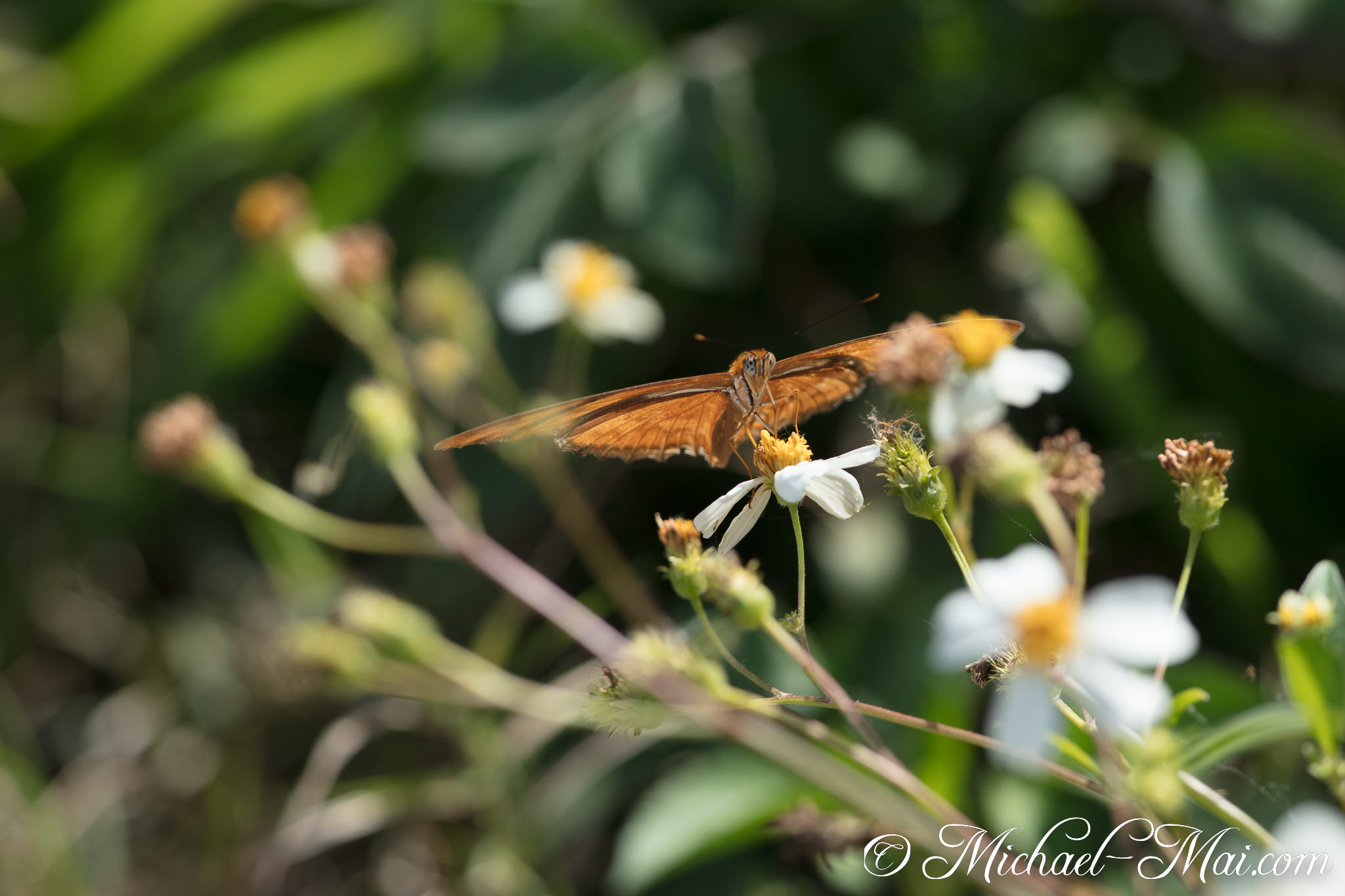 Sunlight illuminates the textured wings of an orange butterfly on a small bloom. | Florida, United States