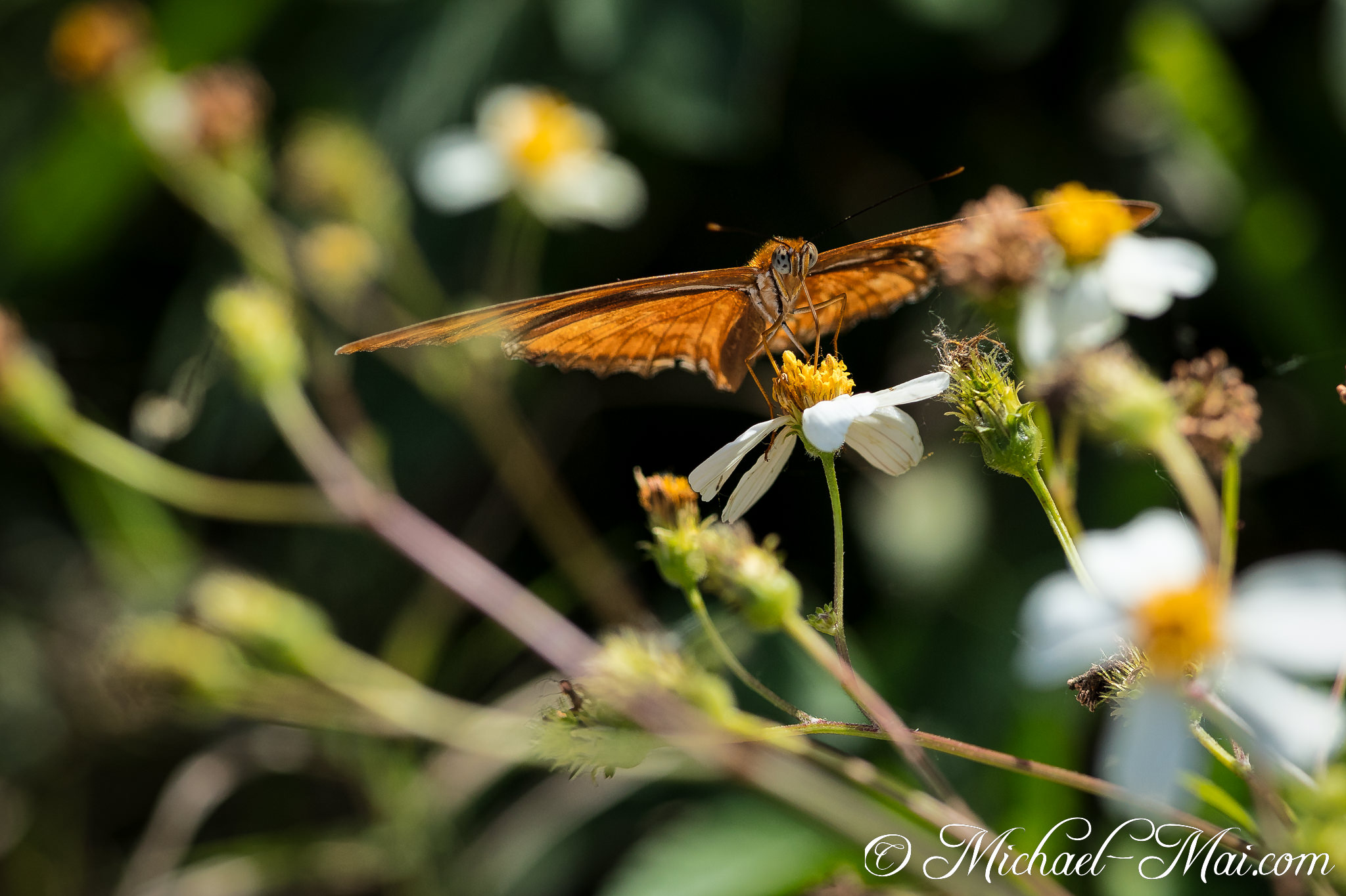 Vivid orange butterfly delicately feeds on a white wildflower, proboscis extended. | Florida, United States