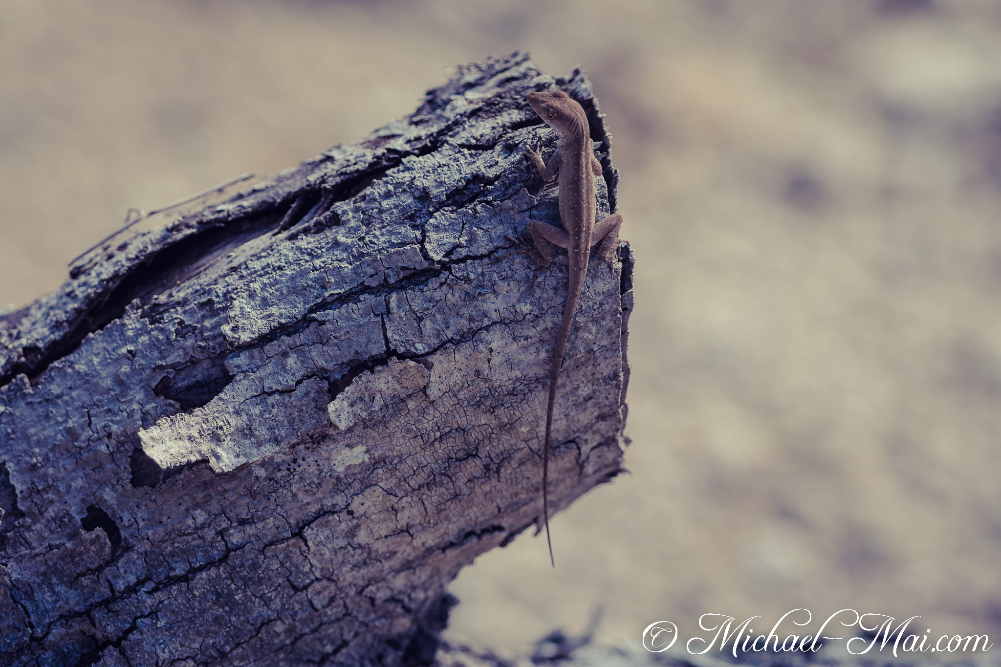 Textured bark provides perfect camouflage for a watchful brown anole. | Garden Cove, Florida, United States