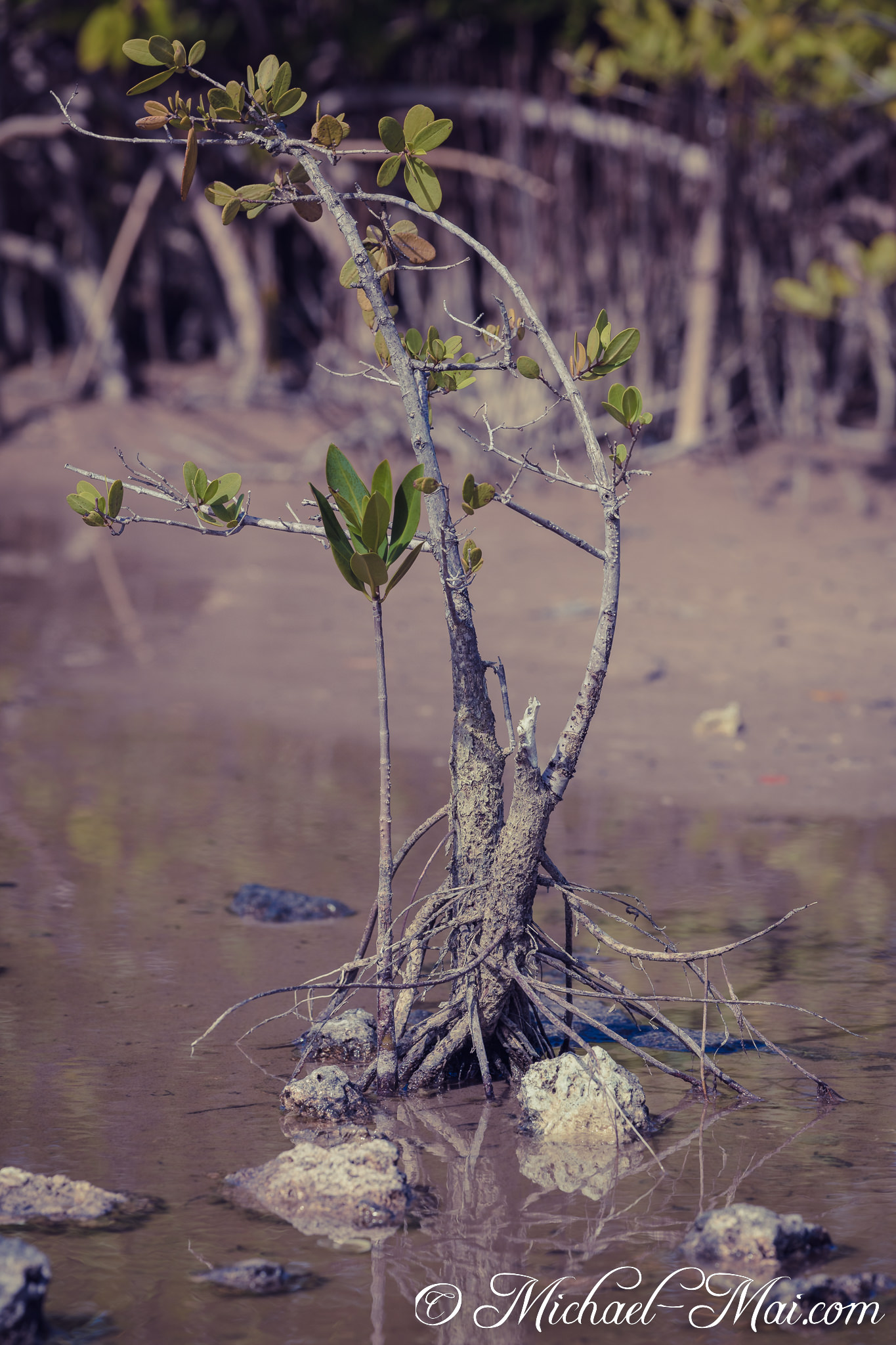 Solitary mangrove thrives, its complex root system reaching into the shallow, reflective water. | Garden Cove, Florida, United States