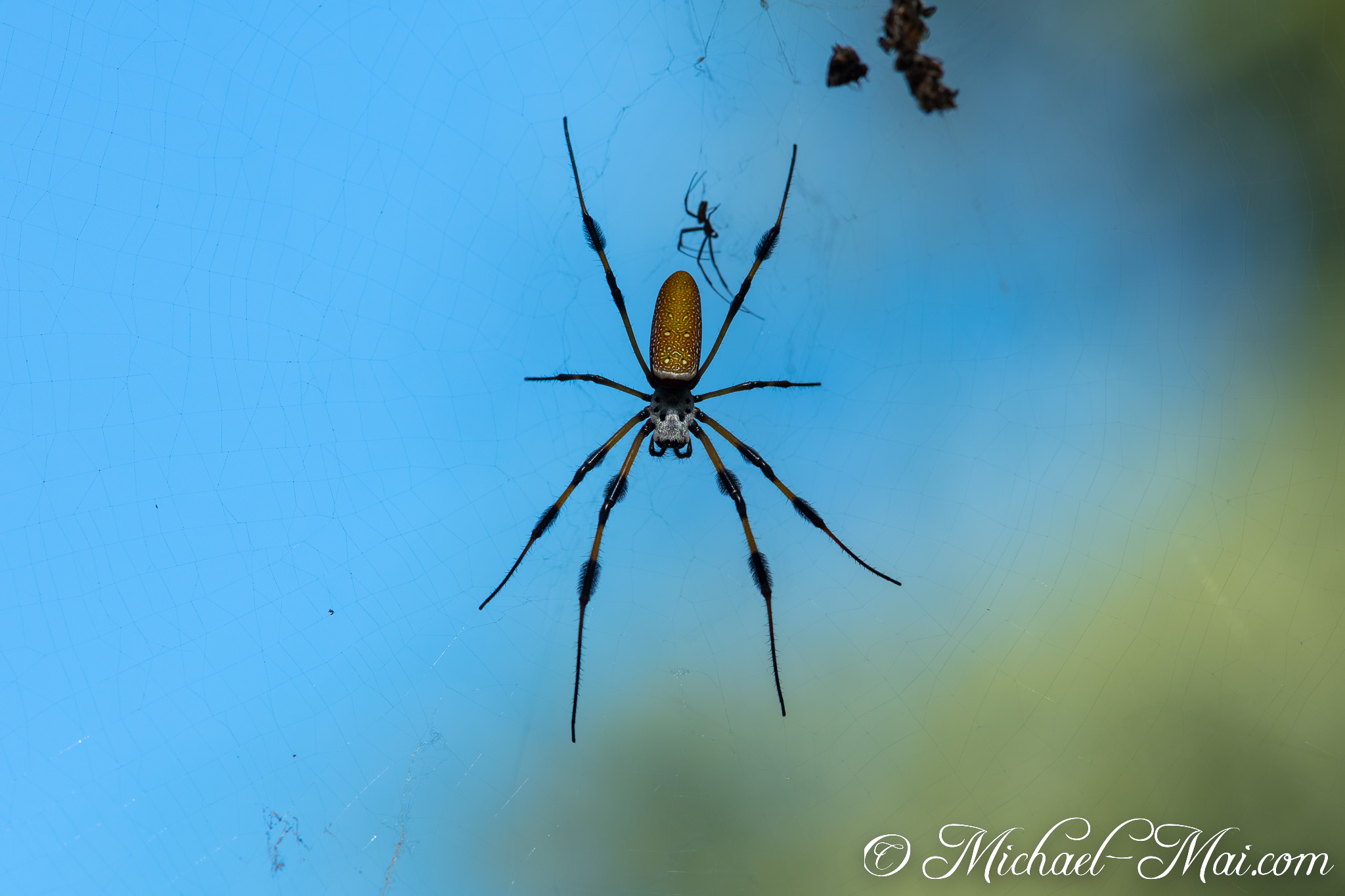 Large golden spider anchors its delicate web, a tiny male companion nearby. | Garden Cove, Florida, United States