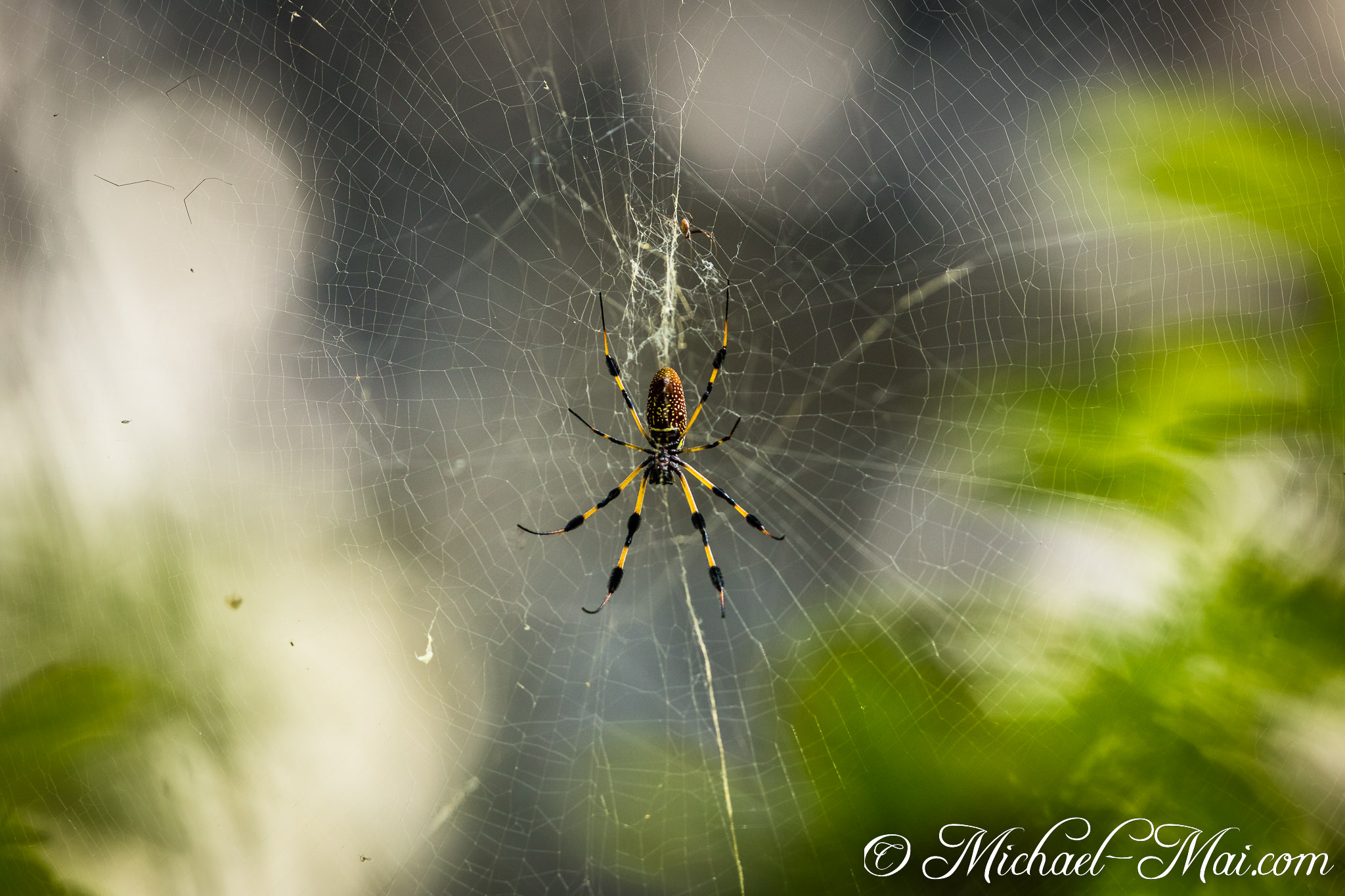 Ornate golden silk orb-weaver meticulously maintains its impressive, sprawling web structure. | Garden Cove, Florida, United States