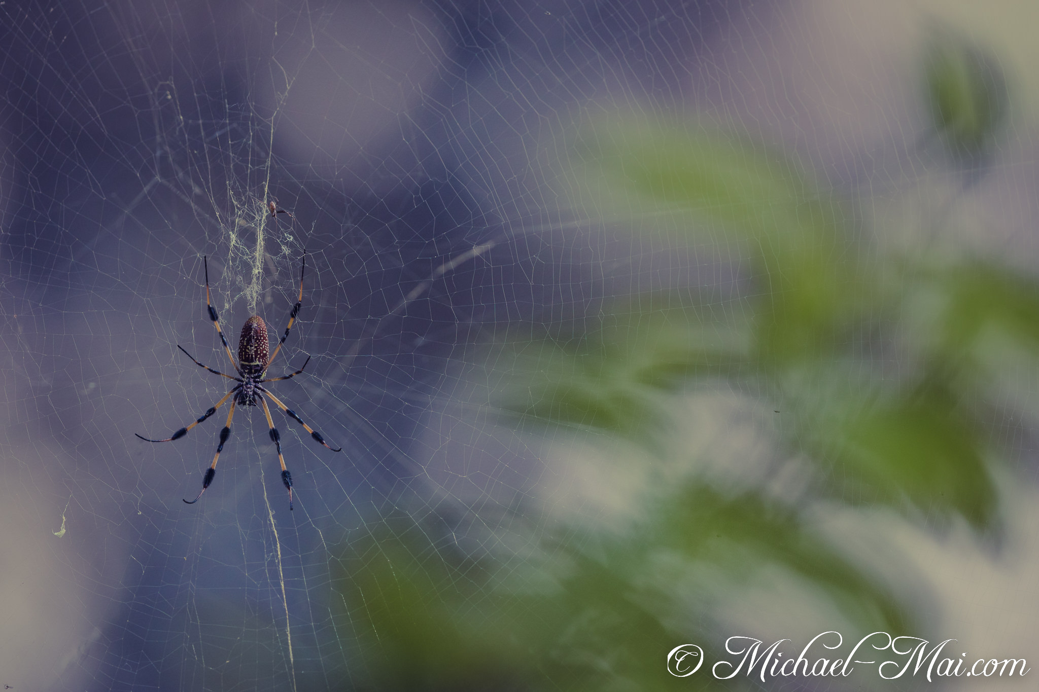 Golden orb-weaver spider commands its intricate, shimmering web against a soft background. | Garden Cove, Florida, United States