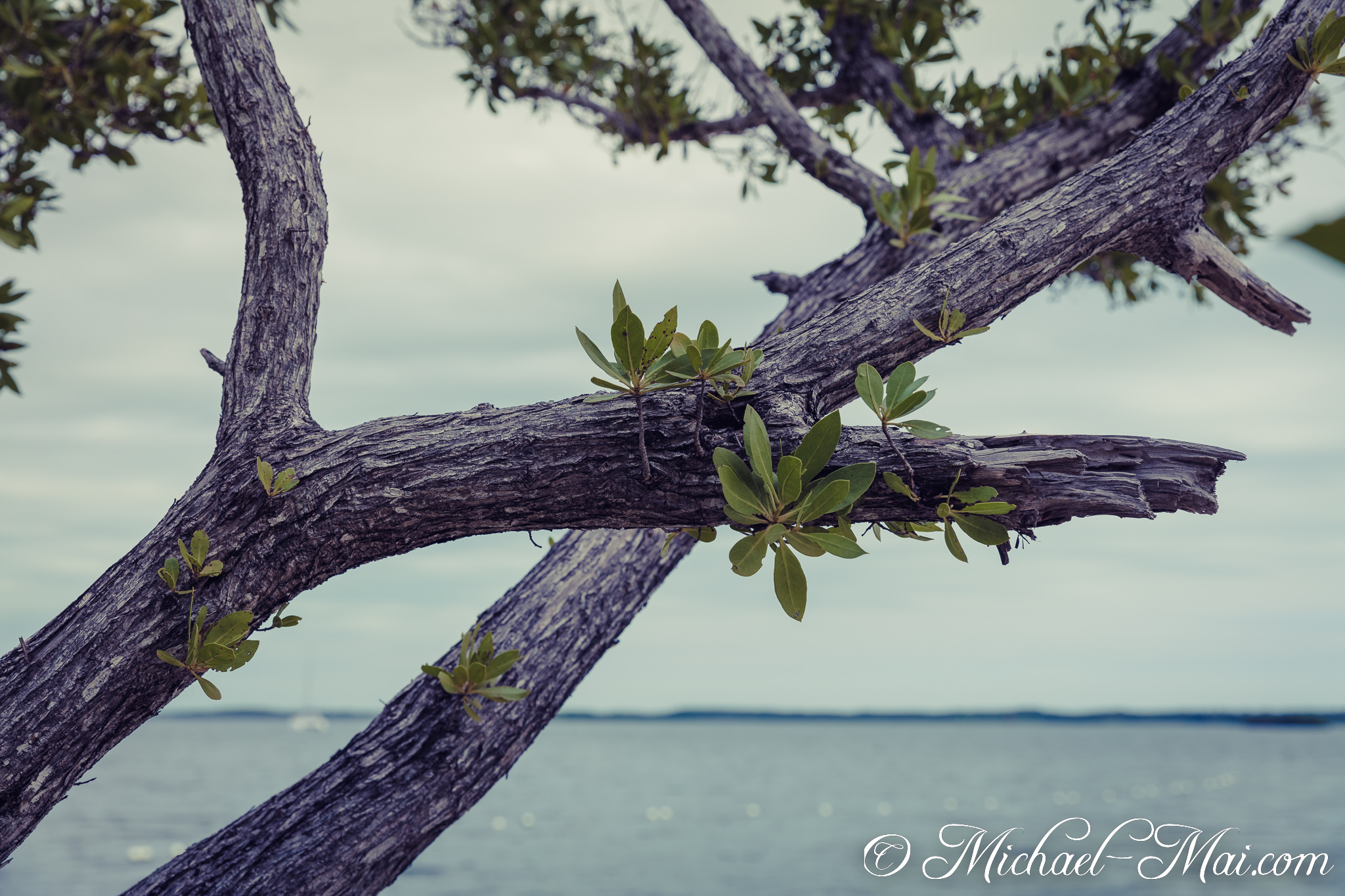 Vibrant green shoots burst from the textured bark over coastal waters. | Anglers Park, Florida, United States